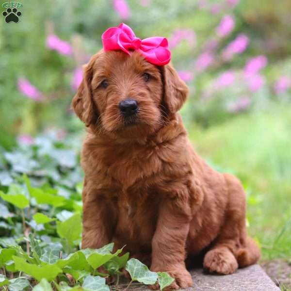 Emerald, Goldendoodle Puppy